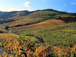 ILA - Sprachschule Montpellier - Weinberge Corbieres